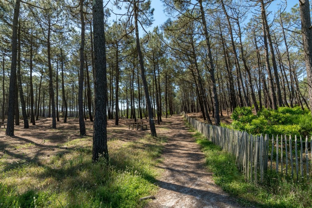 Camping La Rive : Carcans (gironde, France), La Forêt Des Landes De Gascogne